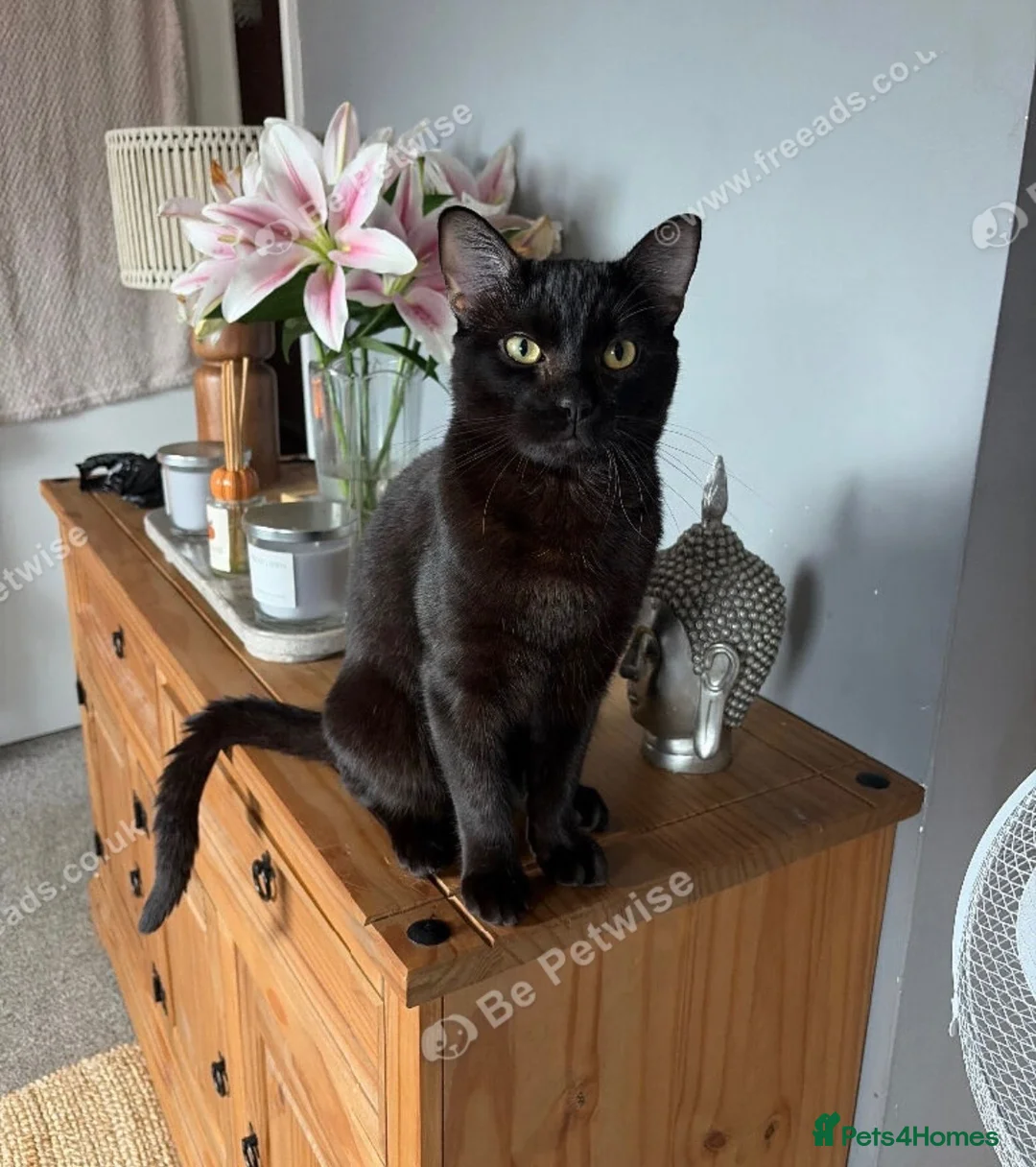 Siamese cats for sale: Siamese cross in Bognor Regis - Advert 1
