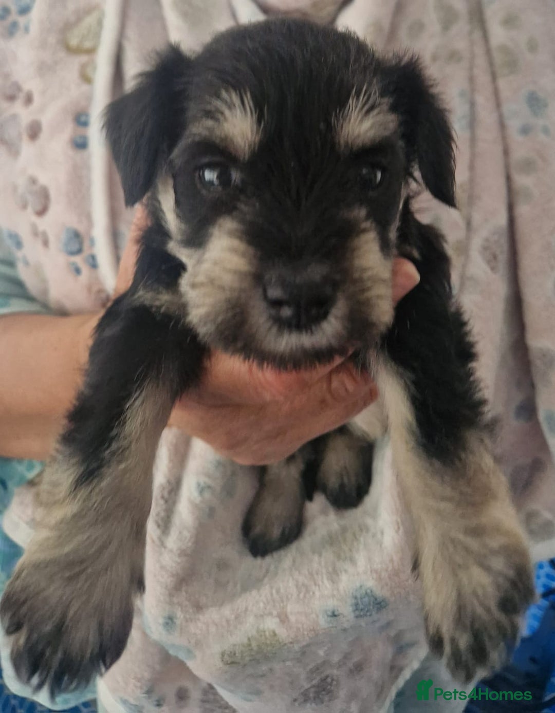 Miniature Schnauzer dogs for sale:  🌟 Adorable Miniature Schnauzer Puppies  - Image 7