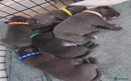 Staffordshire Bull Terrier dogs for sale: Blue Staffordshire Bull Terrier 🐶 Puppies 🐶 - Image 18