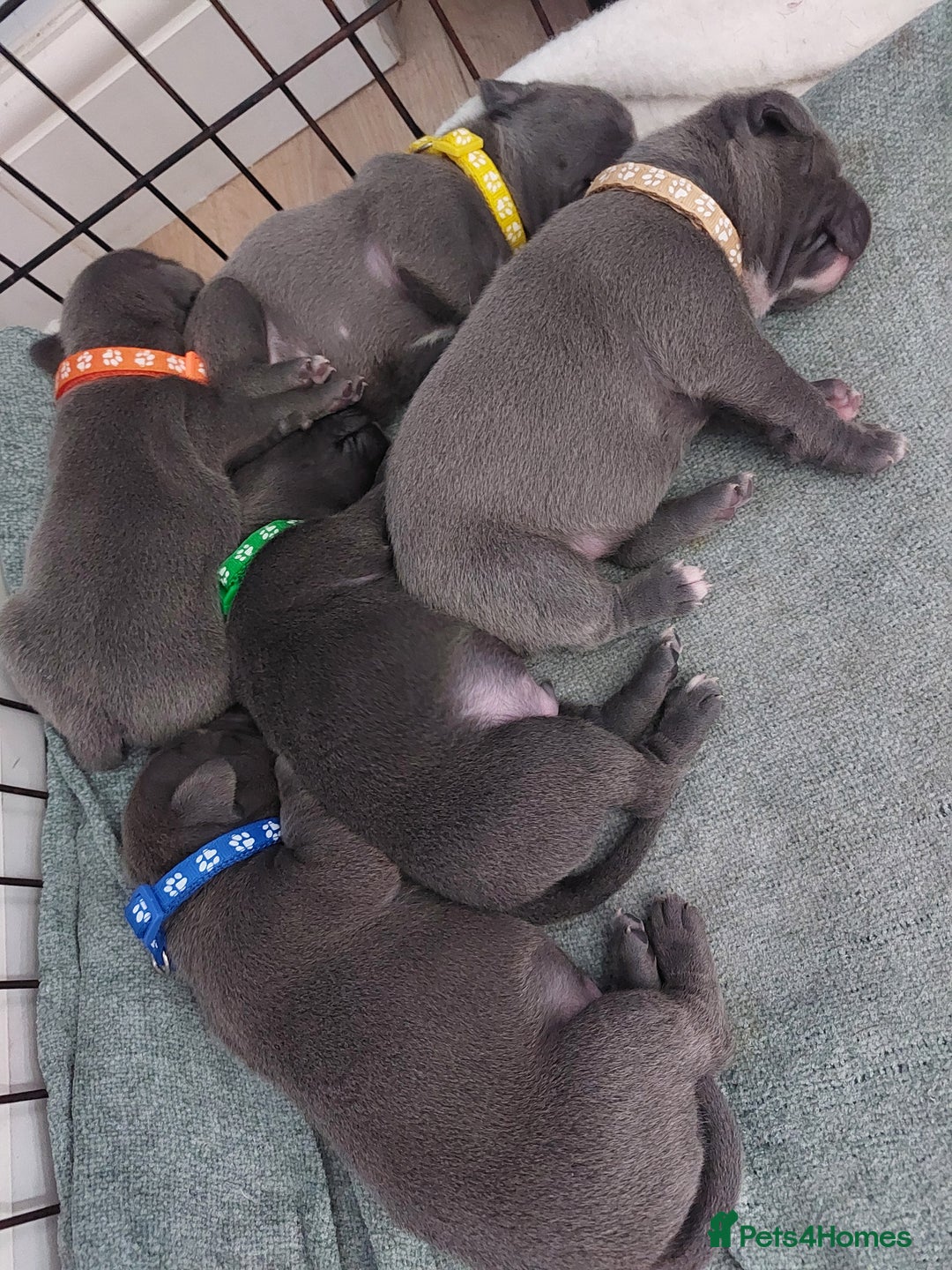 Staffordshire Bull Terrier dogs for sale: Blue Staffordshire Bull Terrier 🐶 Puppies 🐶 - Image 18