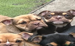 Mixed Breed dogs for sale: 3/4 English bulldog babies  - Image 8