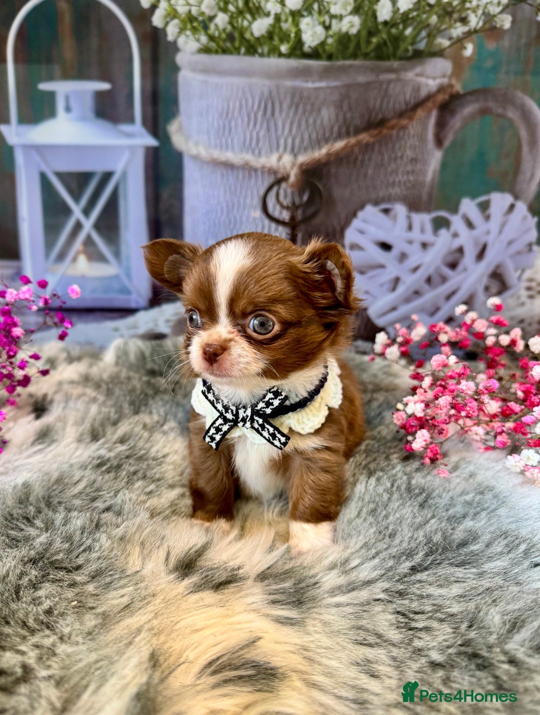 Chihuahua dogs for sale: 🤎💛Exquisite KC LC Chihuahuas🤎💛  - Image 4