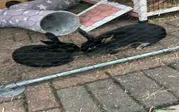 Lionhead rabbits for sale: Coco & Binky Neutered & Fully Bonded Rabbits - Image 3
