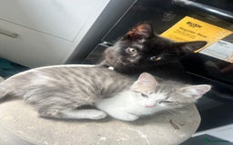 British Shorthair cats for sale: British shorthair mix - Image 4