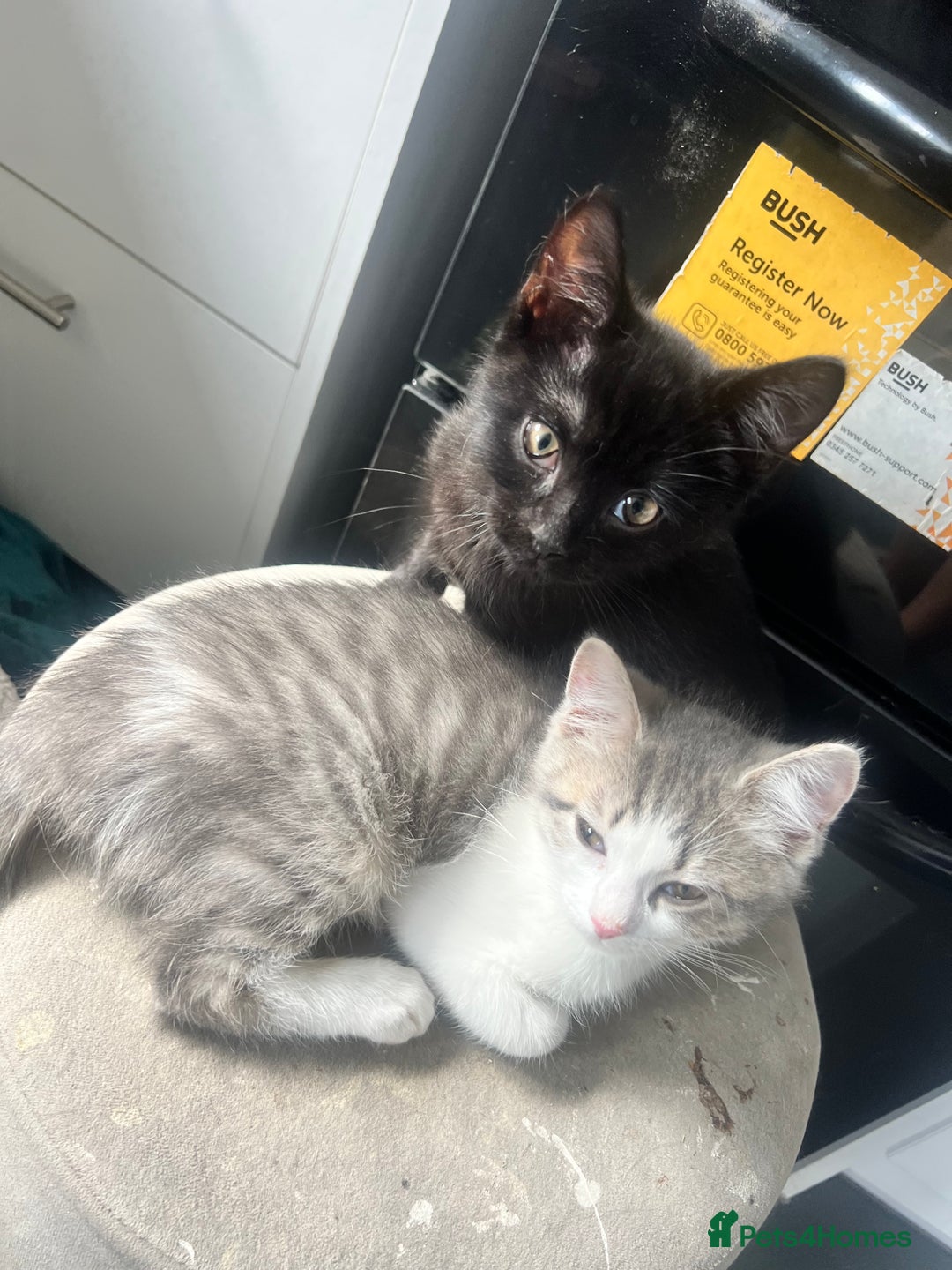 British Shorthair cats for sale: British shorthair mix - Image 4