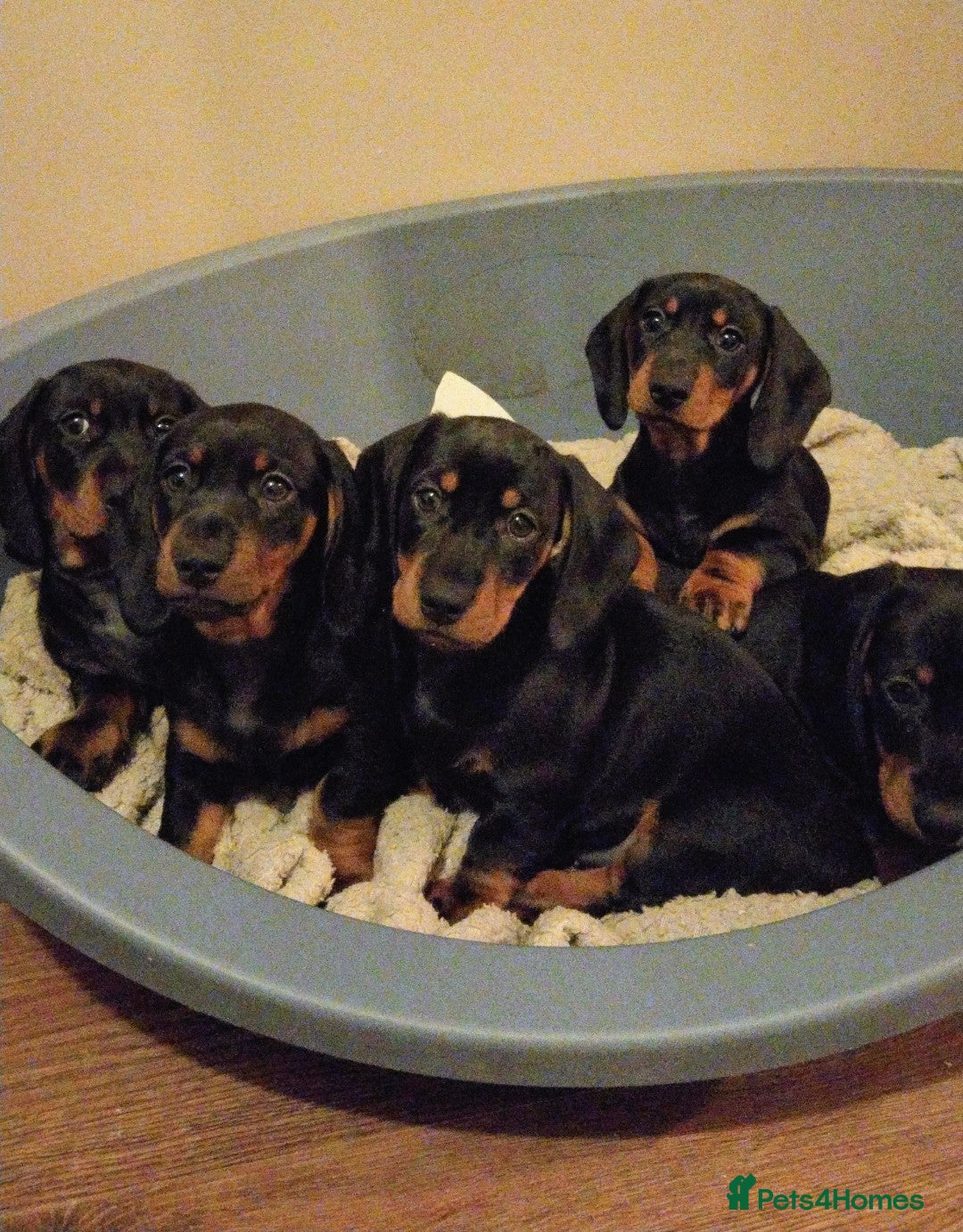 Dachshund dogs Dachshund Puppies  - Advert 16