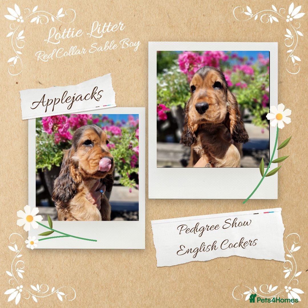 Cocker Spaniel dogs KC Pedigree Show Cocker Spaniel Puppies - Advert 1