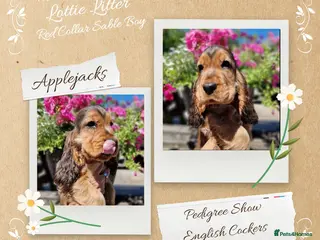 Cocker Spaniel dogs KC Pedigree Show Cocker Spaniel Puppies - Advert 1