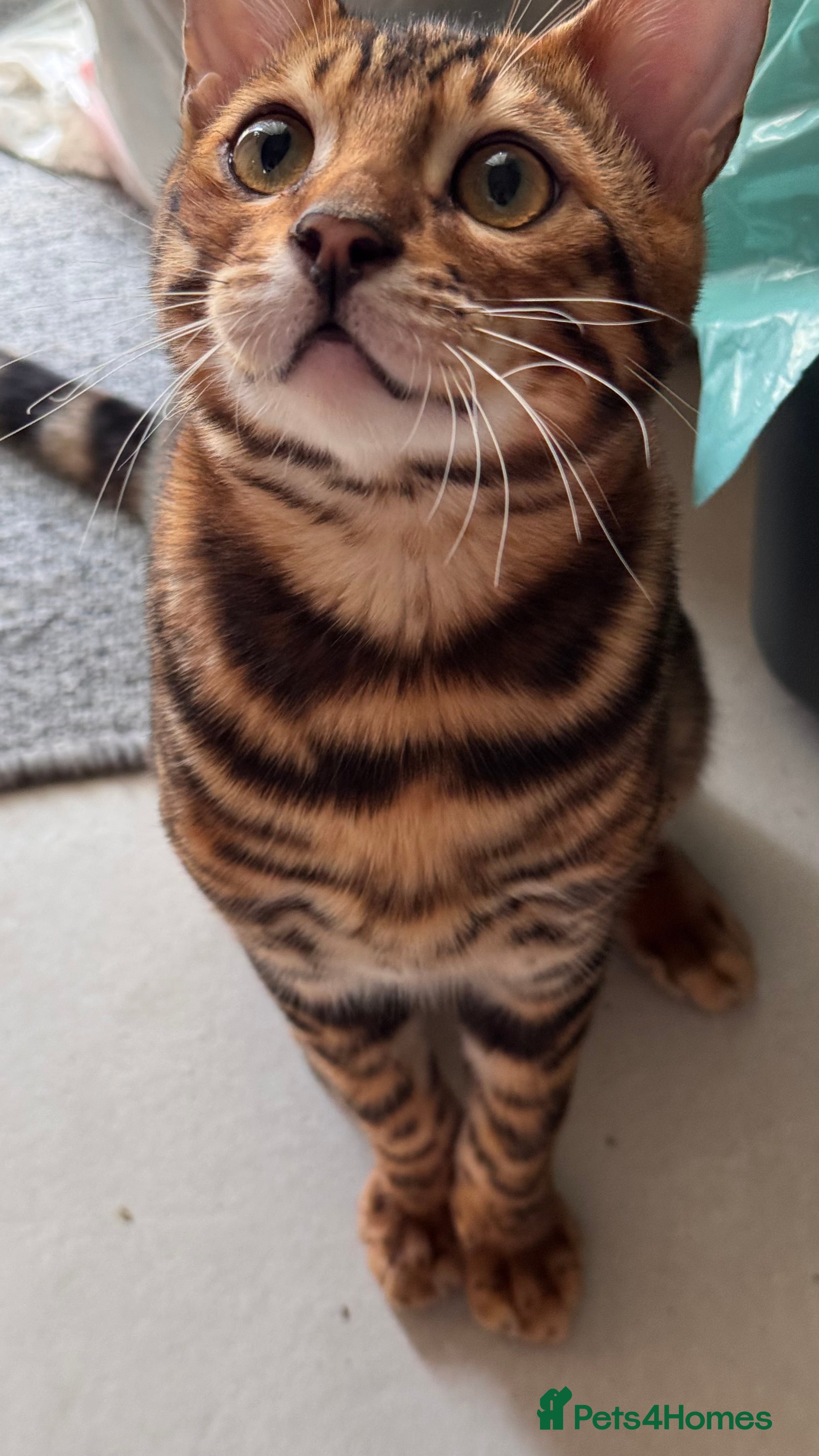 Bengal cats for sale: TICA Bengal cats adorable educated with kid NO UK  in London - Advert 28