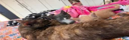 Maine Coon cats for sale: Gorgeous XL Russian Maine Coon X GCCF BSH kittens - Advert 9