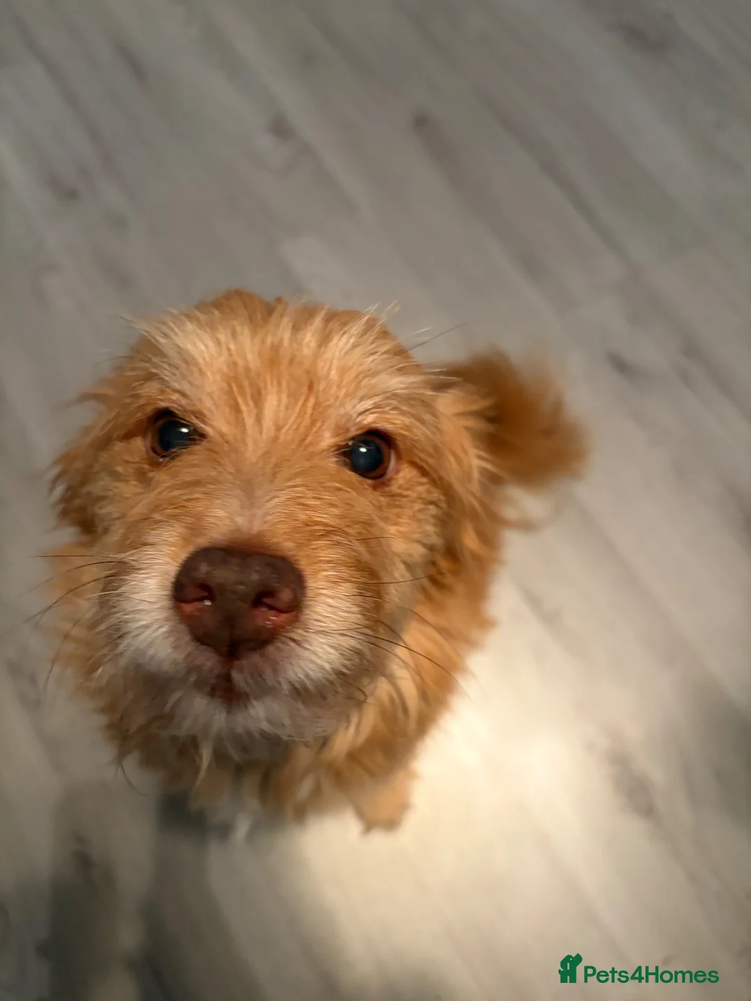 Mixed Breed dogs for sale: 3yr old dog for sale - Advert 2