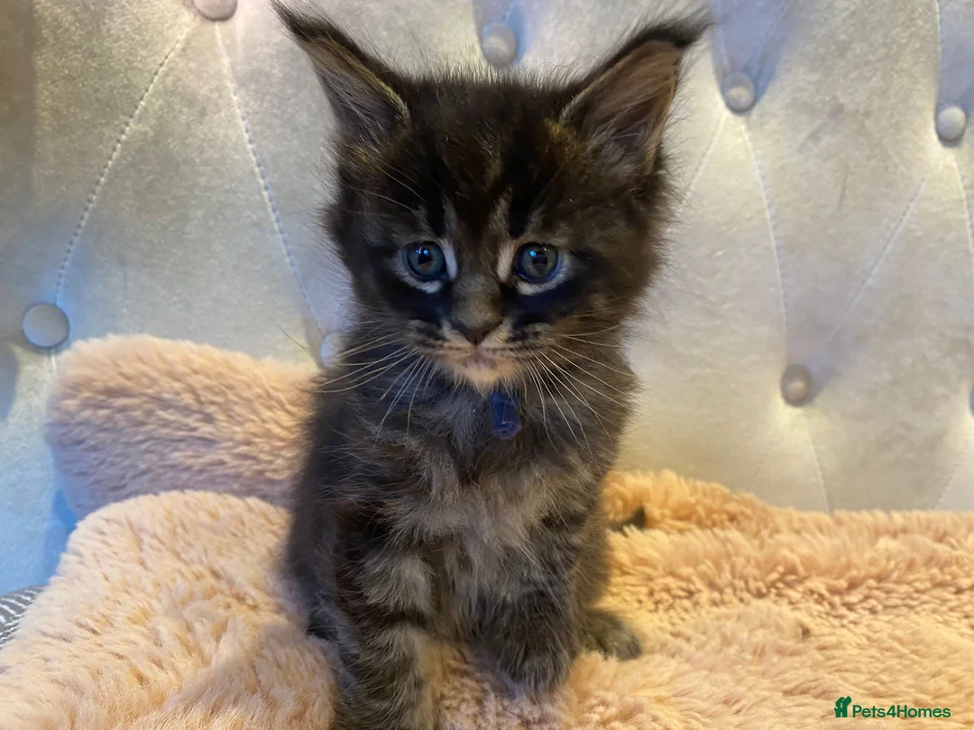 Maine Coon cats for sale:  Maine coons kittens GCCF.  Ticky Tabbys. - Advert 2