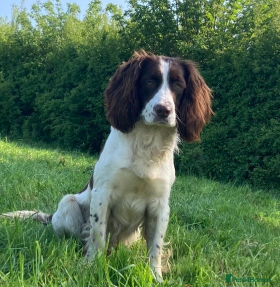 Sprocker dogs Working Liver and White Sprocker - Advert 3
