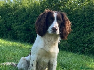 Sprocker dogs - Advert 1