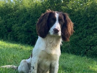 Sprocker dogs Working Liver and White Sprocker - Advert 2