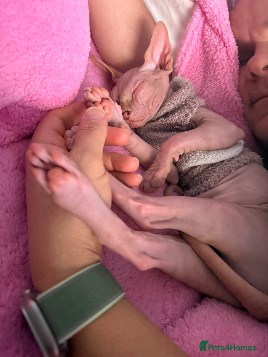 Sphynx cats for sale: 4 months baby Male sphynx - Advert 9