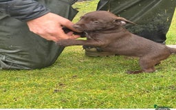 Patterdale Terrier dogs for sale: Stunning litter of patterdale puppies  - Image 11
