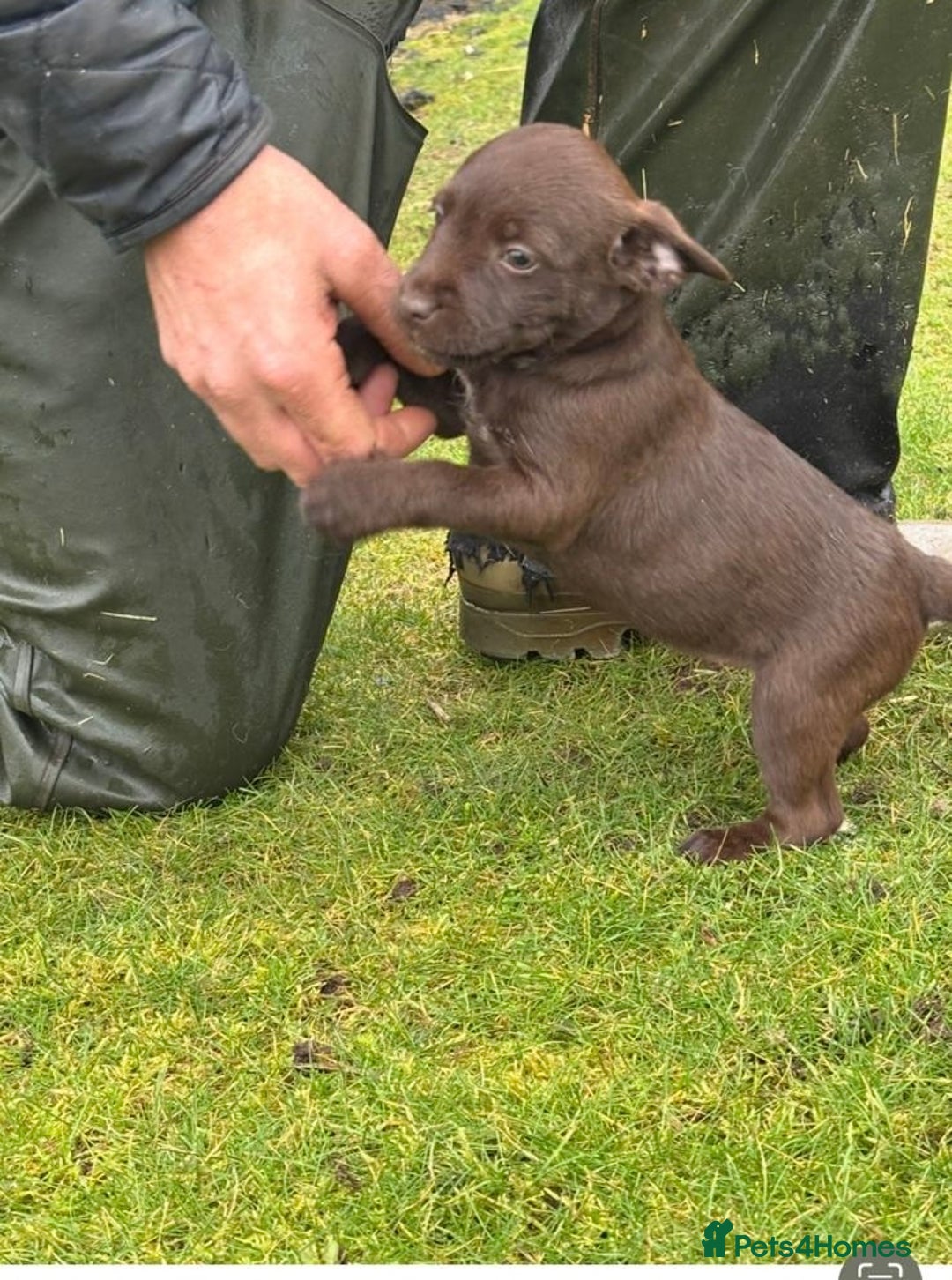 Patterdale Terrier dogs for sale: Stunning litter of patterdale puppies  - Image 11