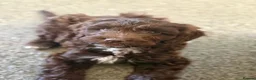 Cockapoo dogs for sale: Beautiful Chocolate Cockapoo Puppy 15 Weeks Old - Advert 1