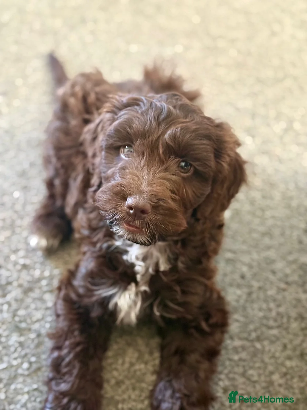 Cockapoo dogs for sale: Beautiful Chocolate Cockapoo Puppy 15 Weeks Old - Advert 1