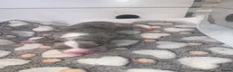 American Bully dogs for sale: Pocket bullys  - Advert 8