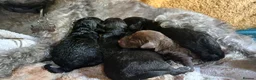 Bedlington Terrier dogs for sale: Bedlinton terrier pups - Advert 29
