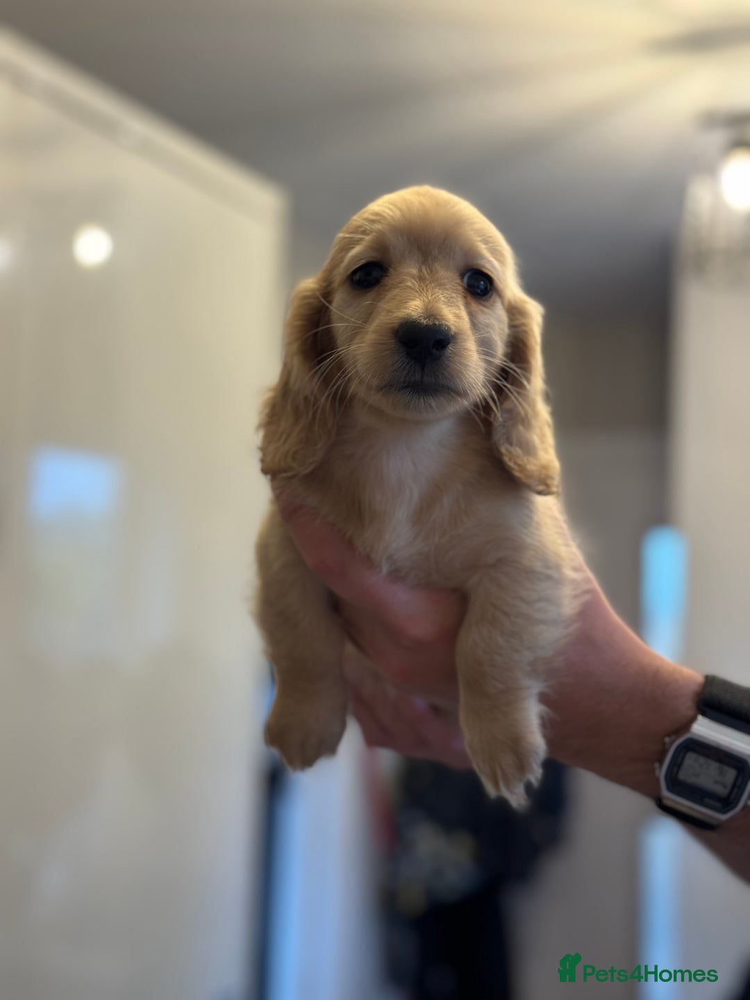 Miniature Dachshund dogs for sale: 🐾KC CREAM Long haired miniature dachshund  - Image 10