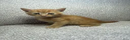 Mixed Breed cats for sale: Five Wonderful, Kichens, Very, Pretty Looking  - Advert 6
