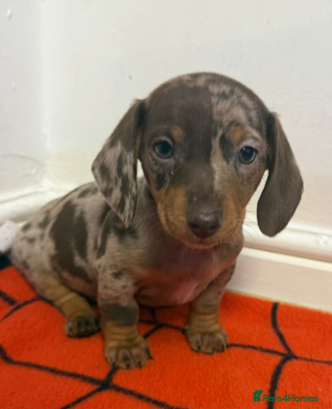 Dachshund dogs for sale: Gorgeous Dachshunds  - Advert 1