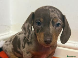 Dachshund dogs Gorgeous Dachshunds - Advert 4