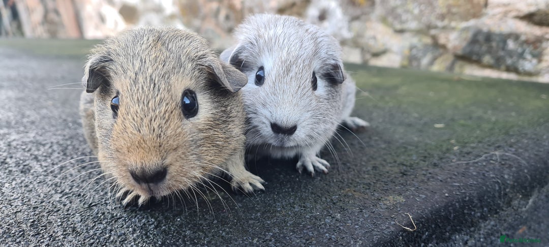 Guinea Pig rodents for sale: Male guinea pigs - Image 10