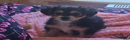 Mixed Breed dogs for sale: One Beautiful Girl Still Available!! - Advert 2