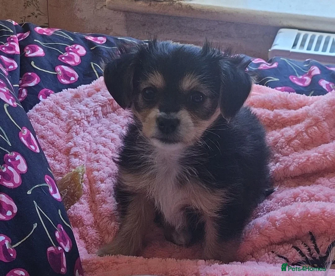 Mixed Breed dogs for sale: One Beautiful Girl Still Available!! - Advert 2