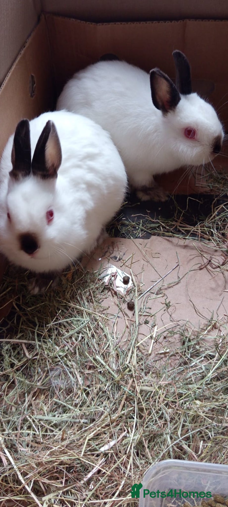 Dwarf Lop rabbits 2 rabbit male and female  - Advert 1