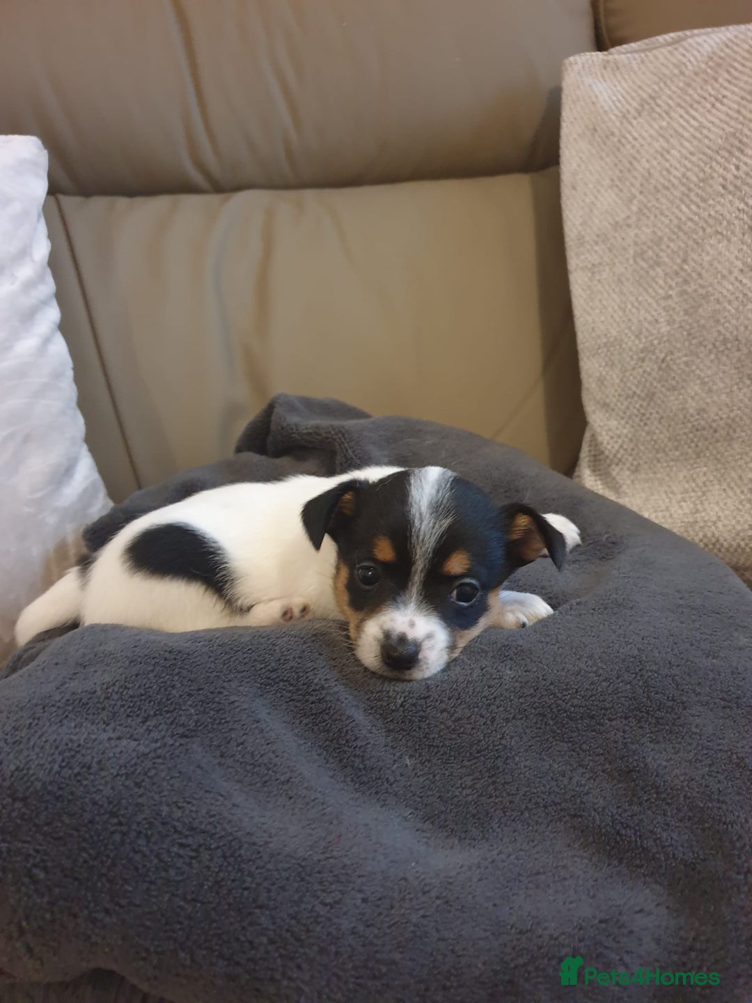 Mixed Breed dogs for sale: Beautiful small jack Russell/ chihuahua  - Image 2