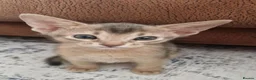 Abyssinian cats for sale: Beautiful Abyssinian Kittens  - Advert 17