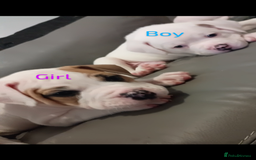 Boxer dogs for sale: Boxer pups - Image 3