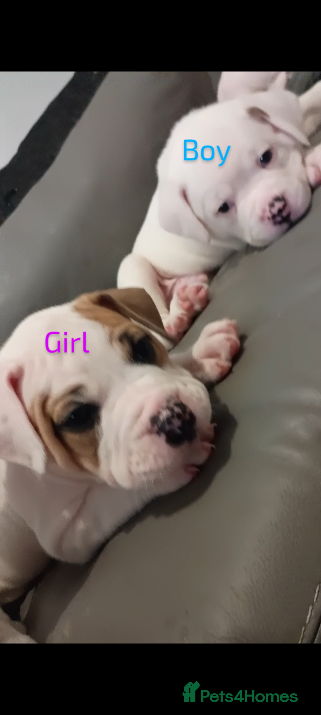 Boxer dogs for sale: Boxer pups - Image 3