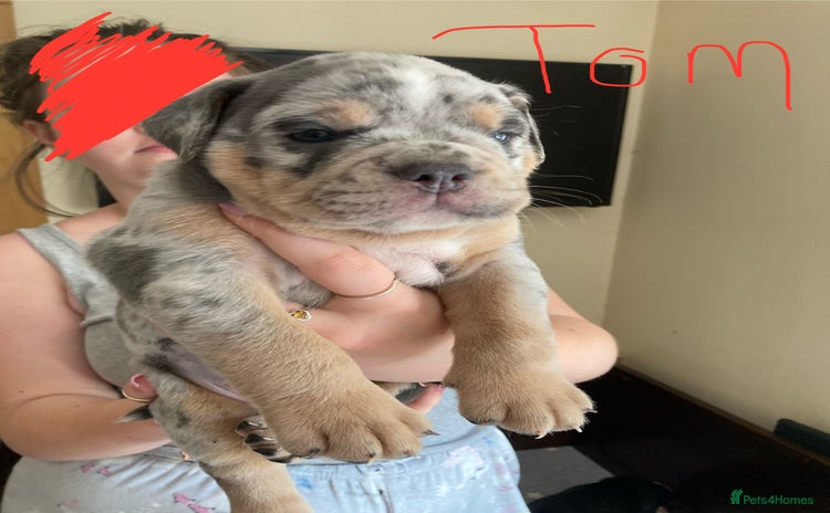 Olde English Bulldogge dogs - Advert 1
