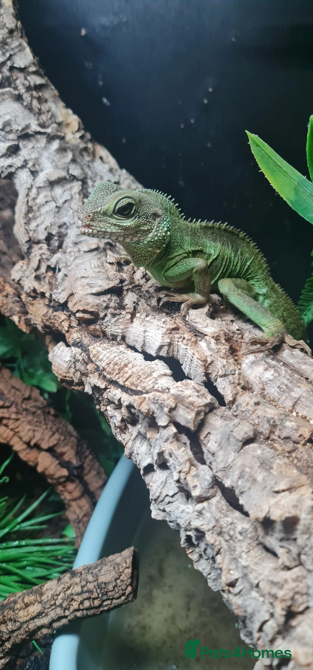 Dragon reptiles for sale: Chinese Water Dragon  - Advert 14