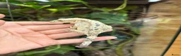 Gecko reptiles for sale: Ink blotch super dalmation crested geckos - Advert 4