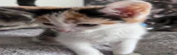 Mixed Breed cats for sale: 6 Adorable Tortie Mixed breed Kittens - Advert 2