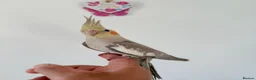 Cockatiels birds for sale: BEAUTIFUL BABY COCKATIELS NEW CAGES AVAILABLE  - Advert 9