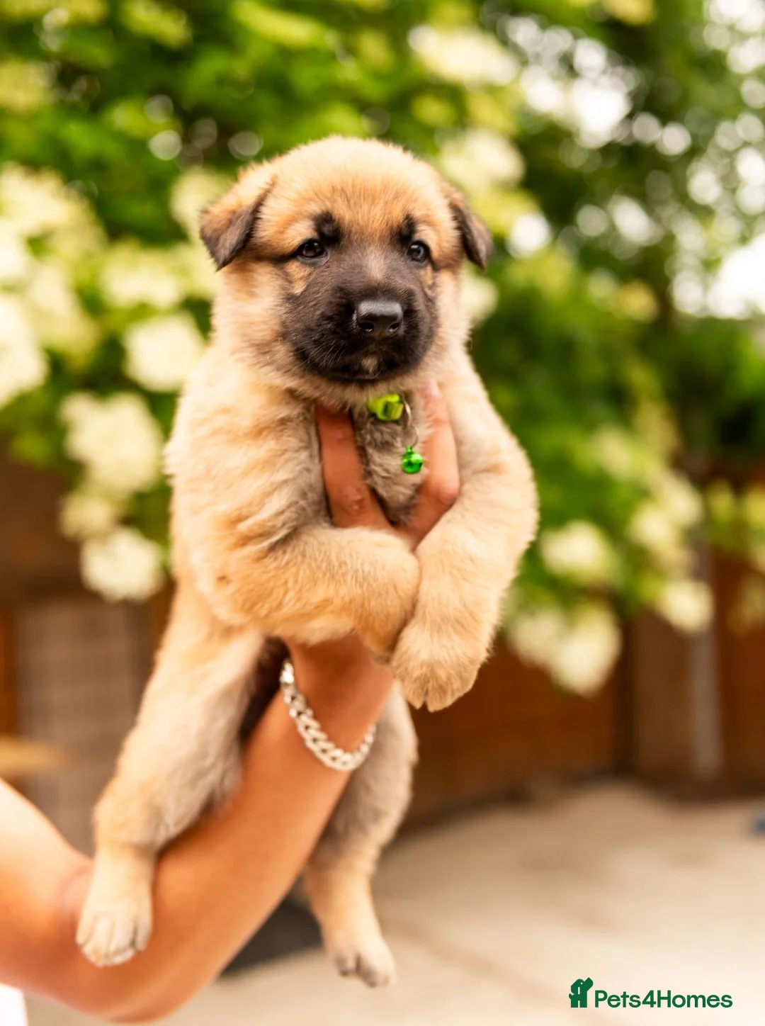 German Shepherd dogs for stud: PROVEN BIG BONED GERMAN SHEPHERD FOR STUD  in Romford - Advert 20