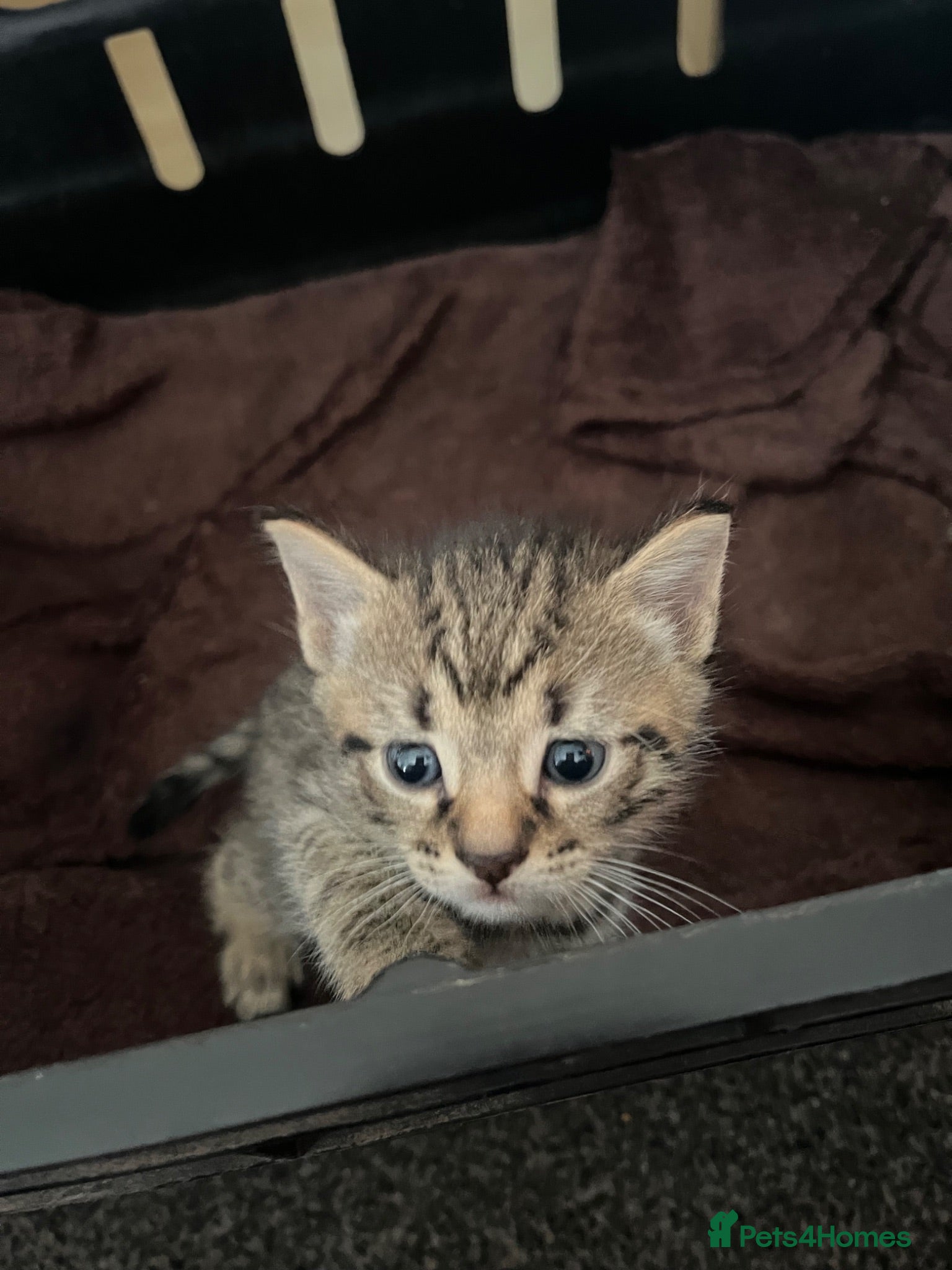 Mixed Breed cats Bengal kittens - Advert 17