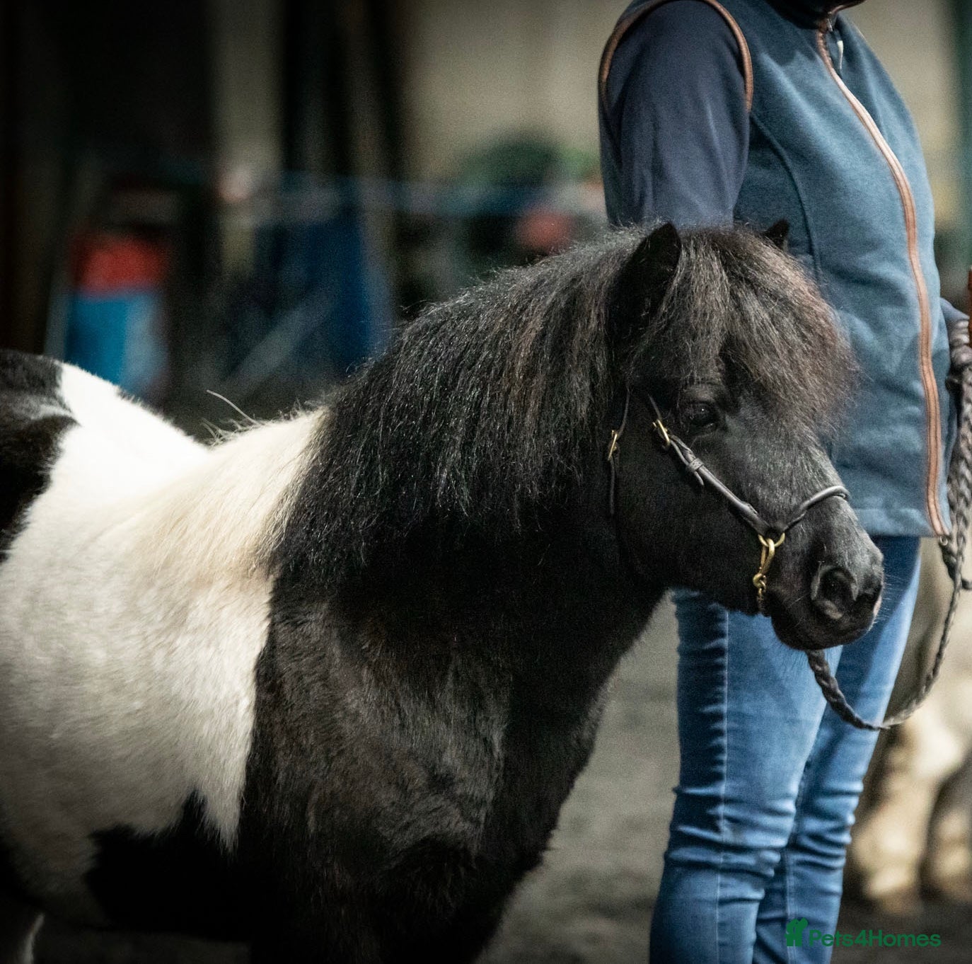 Shetland pony horses Registered Piebald miniature Shetland gelding  - Advert 6