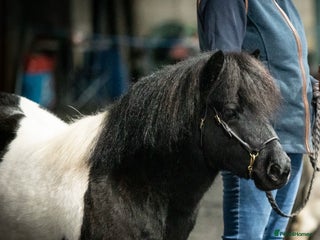 Shetland pony horses Registered Piebald miniature Shetland gelding - Advert 6