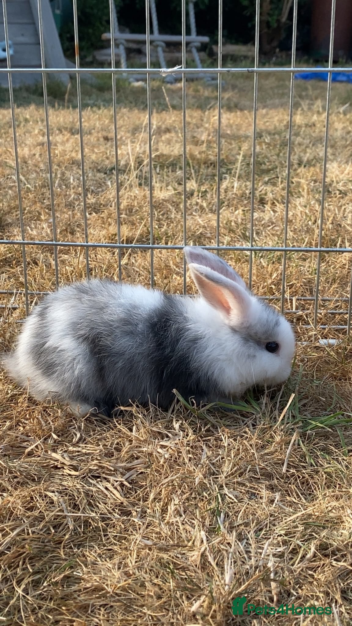 Mixed Breed rabbits Male baby bunny - Advert 1