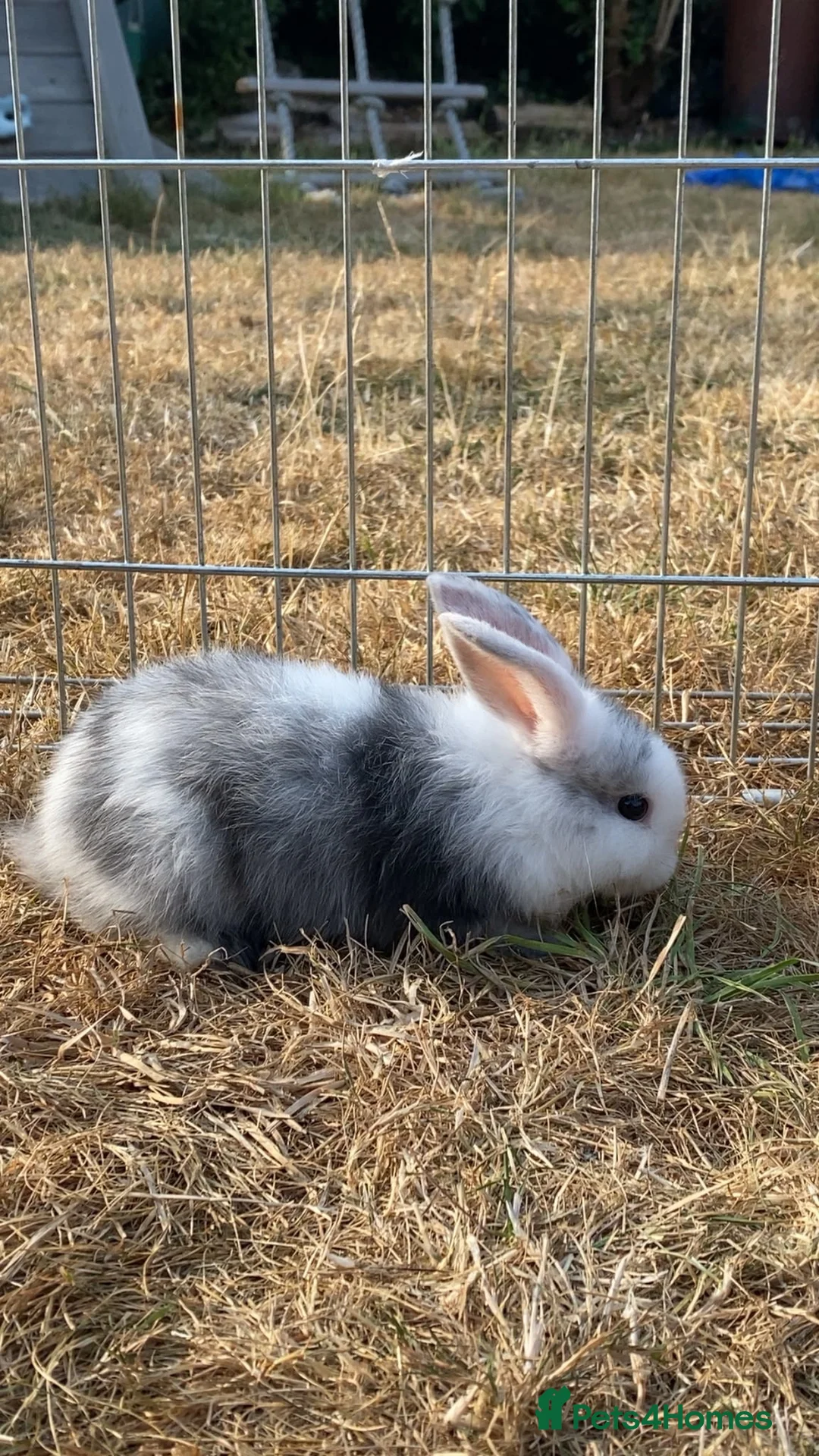 Mixed Breed rabbits for sale: Male baby bunny - Advert 1
