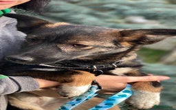 Mixed Breed dogs for adoption: 💖🐶 MIRRA 🐶💖 - Image 12